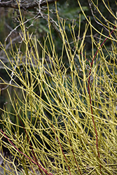 Yellow Twig Dogwood (Cornus sericea 'Flaviramea') at Mainescape Nursery