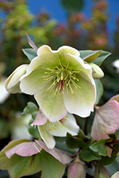 Molly's White Hellebore (Helleborus 'Molly's White') at Mainescape Nursery