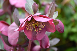 Penny's Pink Hellebore (Helleborus 'Penny's Pink') at Mainescape Nursery