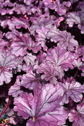 Forever Purple Coral Bells (Heuchera 'Forever Purple') at Mainescape Nursery