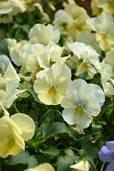 Cool Wave Yellow Pansy (Viola x wittrockiana 'PAS904972') at Mainescape Nursery