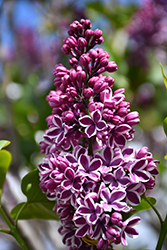 Sensation Lilac (Syringa vulgaris 'Sensation') at Mainescape Nursery