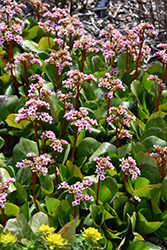Pink Dragonfly Bergenia (Bergenia 'Pink Dragonfly') at Mainescape Nursery