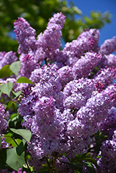 Common Lilac (Syringa vulgaris) at Mainescape Nursery