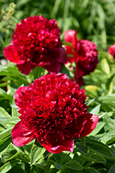 Red Charm Peony (Paeonia 'Red Charm') at Mainescape Nursery