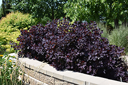 Royal Purple Smokebush (Cotinus coggygria 'Royal Purple') at Mainescape Nursery