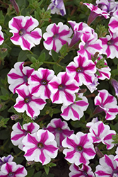 Supertunia Lovie Dovie Petunia (Petunia 'BBTUN91601') at Mainescape Nursery