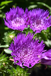 Honeysong Purple Aster (Stokesia laevis 'Honeysong Purple') at Mainescape Nursery