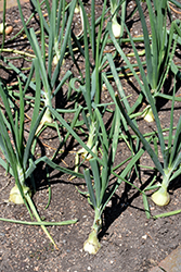 Walla Walla Onion (Allium cepa 'Walla Walla') at Mainescape Nursery