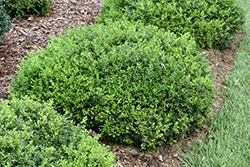 Tide Hill Boxwood (Buxus microphylla 'Tide Hill') at Mainescape Nursery