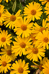Sunstruck False Sunflower (Heliopsis helianthoides 'Sunstruck') at Mainescape Nursery