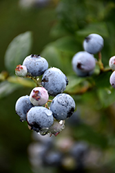 Polaris Blueberry (Vaccinium 'Polaris') at Mainescape Nursery