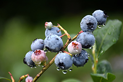 Blueray Blueberry (Vaccinium corymbosum 'Blueray') at Mainescape Nursery