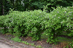 Jersey Blueberry (Vaccinium corymbosum 'Jersey') at Mainescape Nursery