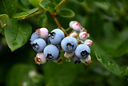 Elliott Blueberry (Vaccinium corymbosum 'Elliott') at Mainescape Nursery