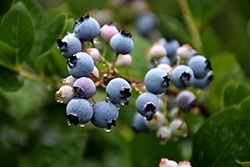 Bluecrop Blueberry (Vaccinium corymbosum 'Bluecrop') at Mainescape Nursery