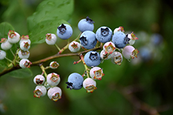 Highbush Blueberry (Vaccinium corymbosum) at Mainescape Nursery