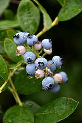Jersey Blueberry (Vaccinium corymbosum 'Jersey') at Mainescape Nursery