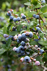 Blue Jay Blueberry (Vaccinium corymbosum 'Blue Jay') at Mainescape Nursery
