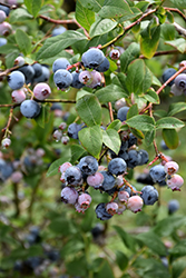 Earliblue Blueberry (Vaccinium corymbosum 'Earliblue') at Mainescape Nursery