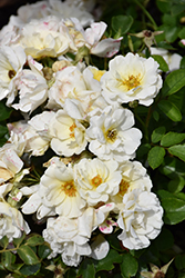 White Drift Rose (Rosa 'Meizorland') at Mainescape Nursery