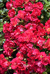 Red Drift Rose (Rosa 'Meigalpio') at Mainescape Nursery