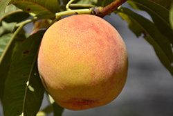 Reliance Peach (Prunus persica 'Reliance') at Mainescape Nursery
