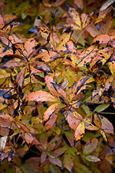 Bowman's Root (Gillenia trifoliata) at Mainescape Nursery