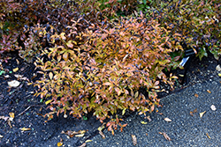 Bowman's Root (Gillenia trifoliata) at Mainescape Nursery