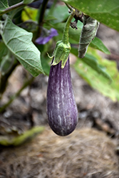 Fairy Tale Eggplant (Solanum melongena 'Fairy Tale') at Mainescape Nursery