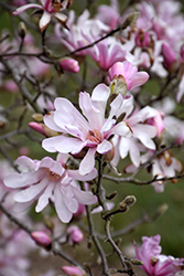 Leonard Messel Magnolia (Magnolia x loebneri 'Leonard Messel') at Mainescape Nursery