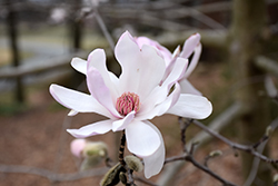 Star Magnolia (Magnolia stellata) at Mainescape Nursery