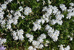 Spring White Moss Phlox (Phlox subulata 'Spring White') at Mainescape Nursery
