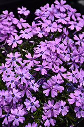 Purple Beauty Moss Phlox (Phlox subulata 'Purple Beauty') at Mainescape Nursery