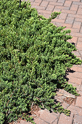 Blue Pacific Shore Juniper (Juniperus conferta 'Blue Pacific') at Mainescape Nursery