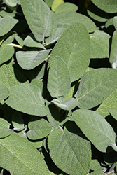 Common Sage (Salvia officinalis) at Mainescape Nursery