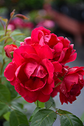 Blaze Rose (Rosa 'Blaze') at Mainescape Nursery