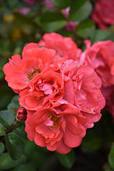 Coral Drift Rose (Rosa 'Meidrifora') at Mainescape Nursery