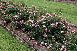 Sweet Drift Rose (Rosa 'Meiswetdom') at Mainescape Nursery