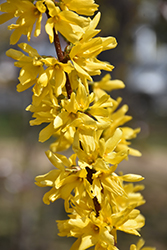 Lynwood Gold Forsythia (Forsythia x intermedia 'Lynwood Gold') at Mainescape Nursery