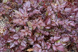 Delft Lace Astilbe (Astilbe 'Delft Lace') at Mainescape Nursery