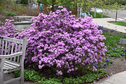P.J.M. Rhododendron (Rhododendron 'P.J.M.') at Mainescape Nursery