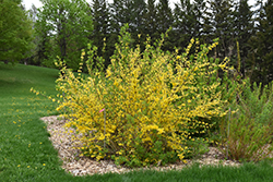New Hampshire Gold Forsythia (Forsythia 'New Hampshire Gold') at Mainescape Nursery