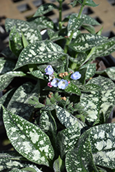 Twinkle Toes Lungwort (Pulmonaria 'Twinkle Toes') at Mainescape Nursery