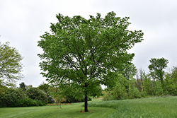 Valley Forge Elm (Ulmus americana 'Valley Forge') at Mainescape Nursery