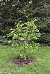 Ballet Japanese Stewartia (Stewartia pseudocamellia 'Ballet') at Mainescape Nursery