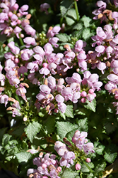 Pink Pewter Spotted Dead Nettle (Lamium maculatum 'Pink Pewter') at Mainescape Nursery