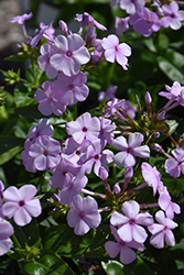 Opening Act Blush Phlox (Phlox 'Opening Act Blush') at Mainescape Nursery