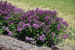 Bloomerang Dark Purple Lilac (Syringa 'SMSJBP7') at Mainescape Nursery