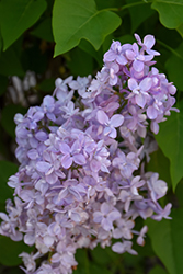 Scentara Double Blue Lilac (Syringa x hyacinthiflora 'SMNSHBBL') at Mainescape Nursery